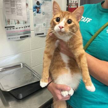Whiskey -  Domestic Short Hair Cat for Adoption in Spruce Pine, North Carolina - Whiskey | PetCurious