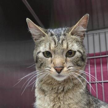 Catalina -  Domestic Short Hair Cat for Adoption in Idaho Falls, Idaho - Catalina | PetCurious