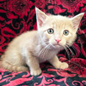 Tom Sawyer -  Domestic Short Hair Cat Available for Adoption in Mt. Juliet, Tennessee - Tom Sawyer | PetCurious