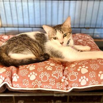 Heidi -  Domestic Short Hair Cat for Adoption in Las Cruces, New Mexico - Heidi | PetCurious
