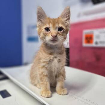 Jey Uso -  Domestic Medium Hair Cat for Adoption in Wahiawa, Hawaii - Jey Uso | PetCurious