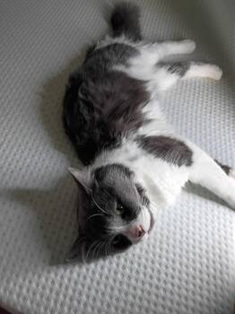 Moonlite -  Domestic Short Hair Cat for Adoption in Walled Lake, Michigan - Moonlite | PetCurious