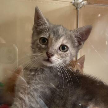 Donna -  Domestic Short Hair Cat for Adoption in York, Pennsylvania - Donna | PetCurious