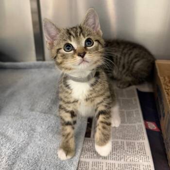 Domestic Short Hair Cats Available for Adoption in Marshall, Virginia - Grayson | PetCurious
