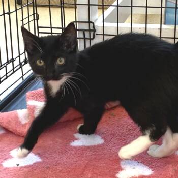 Shoshana -  Domestic Short Hair Cat for Adoption in Riverwoods, Illinois - Shoshana | PetCurious