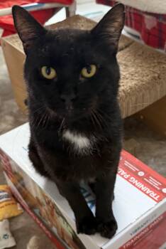 Po -  Domestic Short Hair Cat for Adoption in Fernandina Beach, Florida - Po | PetCurious
