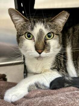 Lynxy -  Domestic Short Hair Cat for Adoption in Wichita, Kansas - Lynxy | PetCurious