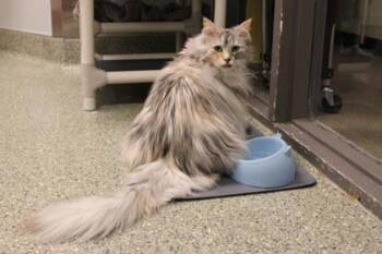 Maine Coon and Domestic Short Hair Cats Available for Adoption - Lola | PetCurious
