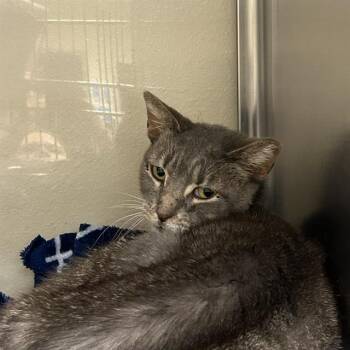 CROWNIE -  Domestic Short Hair Cat for Adoption in San Antonio, Texas - CROWNIE | PetCurious