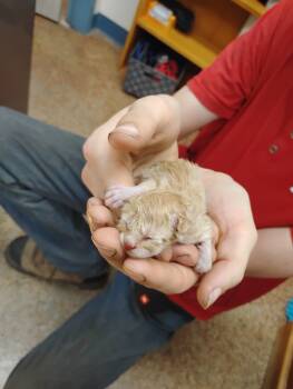 Rescue Domestic Short Hair Cats for Adoption in Brownwood, Texas - Peanut | PetCurious