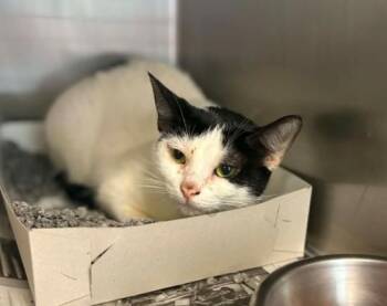 HOPE -  Domestic Medium Hair Cat for Adoption in Houston, Texas - HOPE | PetCurious