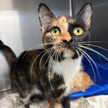 Rescue Domestic Short Hair Cats for Adoption in East Hanover, New Jersey - Confetti | PetCurious