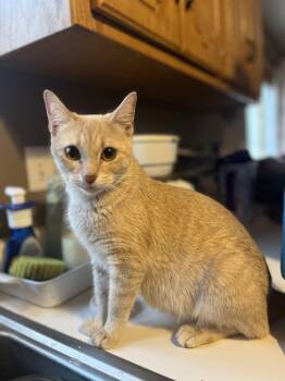 Domestic Short Hair and Tabby Cats Available for Adoption in Zimmerman, Minnesota - Natty | PetCurious