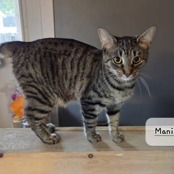 MANIX (F) MANX 10MTHS -  Manx Cat for Adoption in Ottawa, Ontario - MANIX (F) MANX 10MTHS | PetCurious