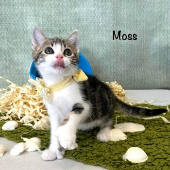 Extra Toes Cat Hemingway Polydactyl Cats Available for Adoption in Parkersburg, West Virginia - Toby | PetCurious