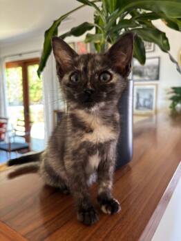Rescue Domestic Short Hair Cats for Adoption - Mimi | PetCurious