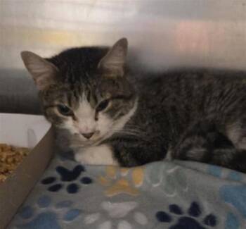 Charlie B -  Domestic Medium Hair Cat for Adoption in El Paso, Texas - Charlie B | PetCurious