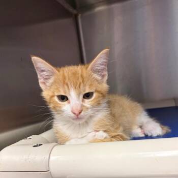 Sunny -  Domestic Short Hair Cat for Adoption in Nevada, Missouri - Sunny | PetCurious