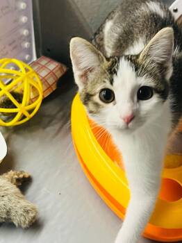Whimsy Lou -  Domestic Short Hair Cat for Adoption in Topeka, Kansas - Whimsy Lou | PetCurious