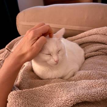Domestic Short Hair Cats Available for Adoption - Coconut/Snowflake*reservation | PetCurious