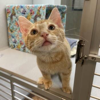 Lamb -  Domestic Short Hair Cat for Adoption in Hailey, Idaho - Lamb | PetCurious
