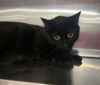 Felicia Hardy -  Domestic Short Hair Cat for Adoption in Cincinnati, Ohio - Felicia Hardy | PetCurious