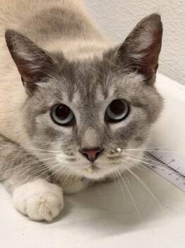 Domestic Short Hair Cats Available for Adoption in West Chester, Pennsylvania - Houdini | PetCurious