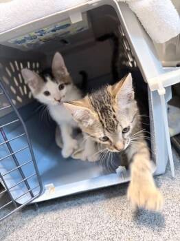 Yummers -  Domestic Short Hair Cat for Adoption in Fort Collins, Colorado - Yummers | PetCurious