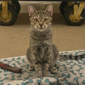 Domestic Short Hair Cats Available for Adoption - Zola | PetCurious