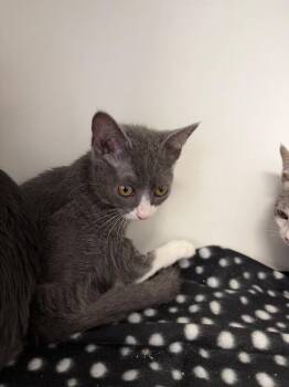 Domestic Short Hair Cats Available for Adoption - Kitty #1 | PetCurious