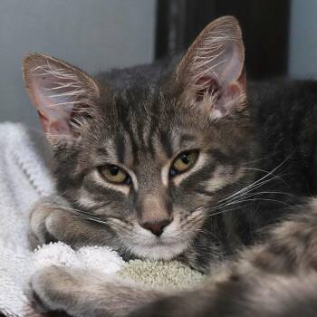 Domestic Short Hair Cats Available for Adoption - Conchita | PetCurious