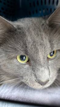 Sterling -  Domestic Medium Hair Cat for Adoption in Duxbury, Massachusetts - Sterling | PetCurious