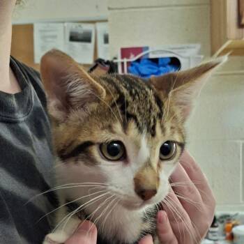 Kirby -  Domestic Short Hair Cat for Adoption in Zanesville, Ohio - Kirby | PetCurious