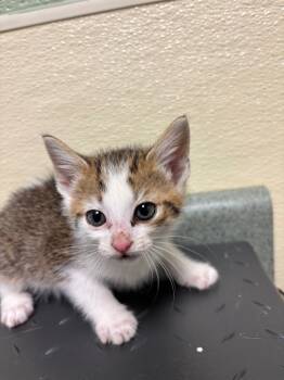 Rescue Domestic Short Hair Cats for Adoption in Ellijay, Georgia - Alfalfa | PetCurious