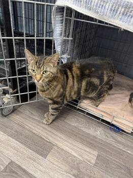 Tandoori -  Domestic Short Hair Cat for Adoption in West Mifflin, Pennsylvania - Tandoori | PetCurious