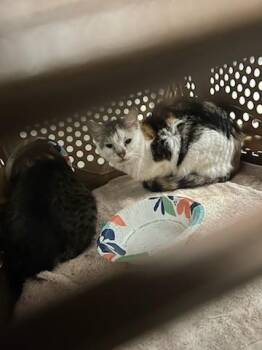 Domestic Short Hair Cats Available for Adoption in Ocala, Florida - A380338 | PetCurious