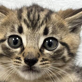 Domestic Short Hair Cats Available for Adoption in Philadelphia, Pennsylvania - Buick | PetCurious
