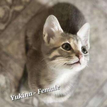 Domestic Short Hair Cats Available for Adoption - Yukina | PetCurious