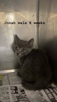 Jonah -  Domestic Short Hair Cat Available for Adoption in Fort Payne, Alabama - Jonah | PetCurious