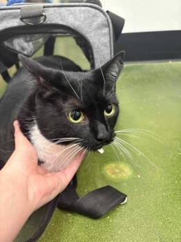 Rescue Domestic Short Hair Cats for Adoption in Fruit Heights, Utah - Neil Diamond | PetCurious