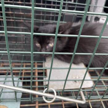 Puma -  Domestic Short Hair Cat for Adoption in Lake Jackson, Texas - Puma | PetCurious