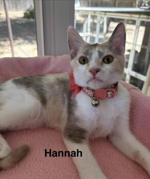 Hannah -  Dilute Calico Cat for Adoption in Oakley, California - Hannah | PetCurious