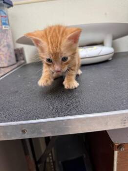 Domestic Short Hair Cats Available for Adoption in Great Bend, Kansas - Tom | PetCurious