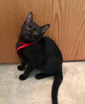 Rescue Domestic Short Hair Cats for Adoption in Mokena, Illinois - Bella | PetCurious