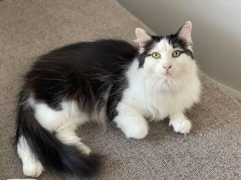 Sophia -  Domestic Long Hair Cat for Adoption in Navarre, Florida - Sophia | PetCurious