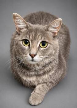 Binnie -  Domestic Long Hair and Domestic Short Hair Cat for Adoption in Fresno, California - Binnie | PetCurious