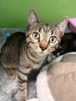 Domestic Short Hair and Tabby Cats Available for Adoption - Gracie | PetCurious