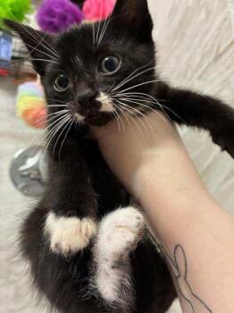 4 Kittens -  Domestic Short Hair Cat for Adoption in Salem, New Hampshire - 4 Kittens | PetCurious