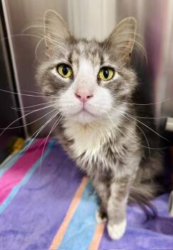SUNSET -  Domestic Long Hair Cat for Adoption in Derwood, Maryland - SUNSET | PetCurious