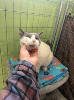 Siamese and Domestic Short Hair Cats Available for Adoption in Muskegon, Michigan - Cortada | PetCurious